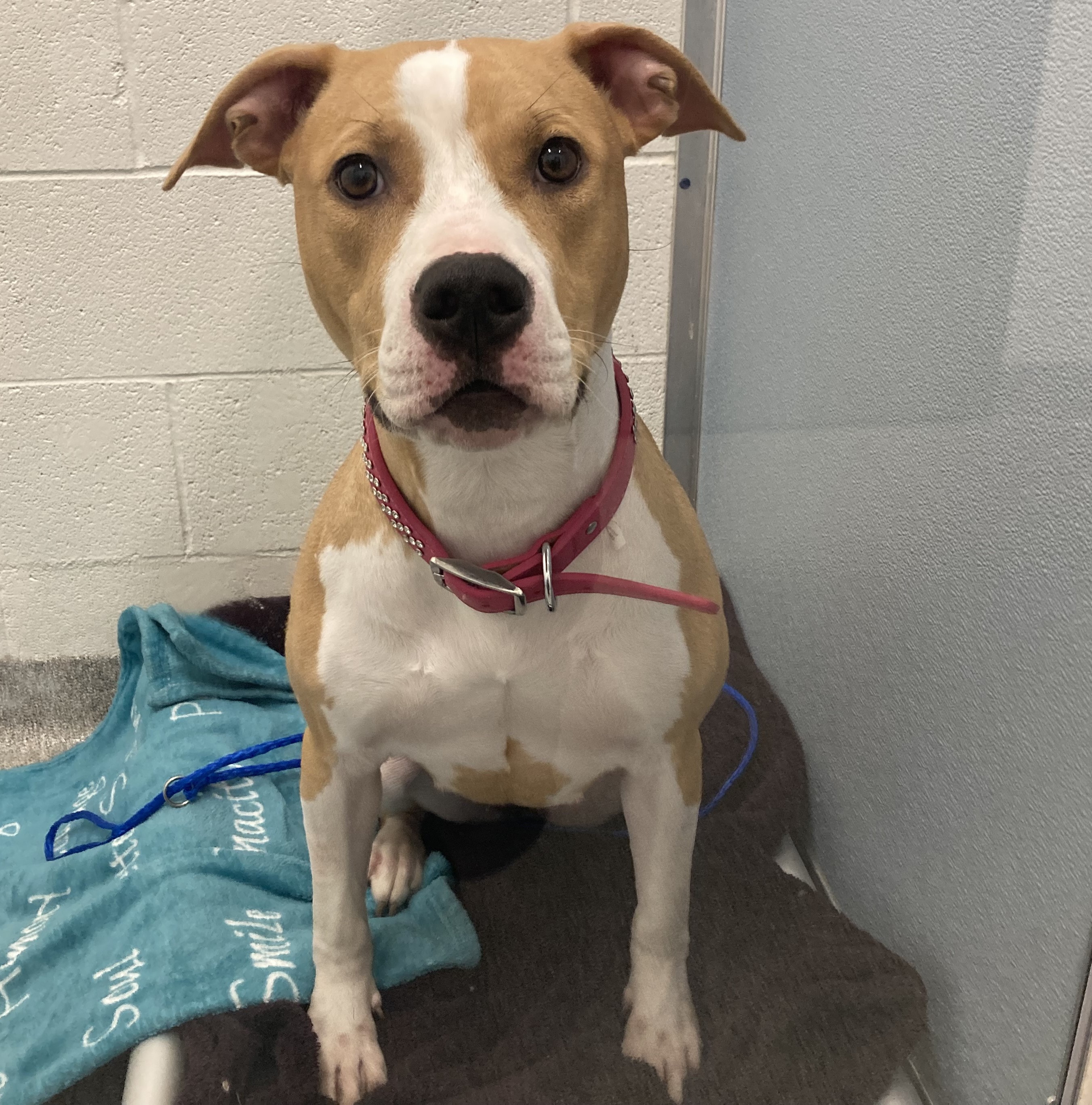 Lost and Found Pets(01)